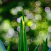 Im Garten