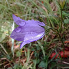 Campanula rotundifolia.  Harebell