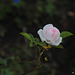 November Rose November Rose