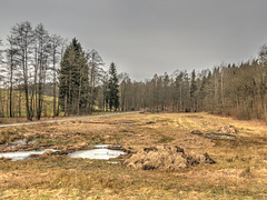 (054/365) Tharandter Wald, Seerental