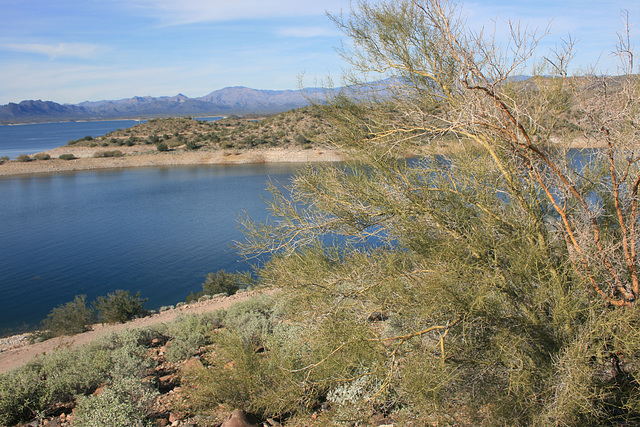 Lake Pleasant & palo verde