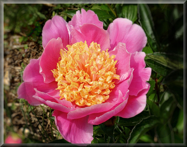 Paeonia