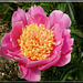 Paeonia