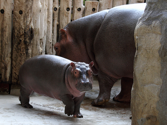 Karl Wilhelm mit Mama Kathy (Zoo Karlsruhe)