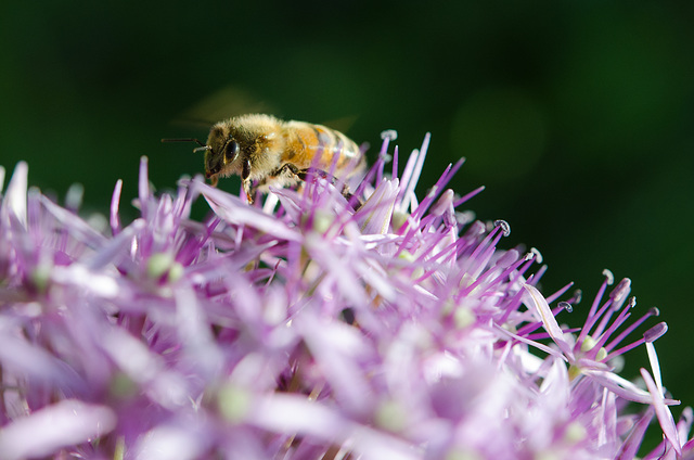 Allium