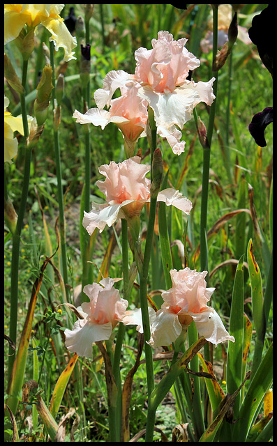 Beverly Sills  (5)