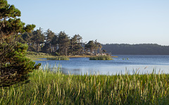 Langlois Floras Lake (#1072)