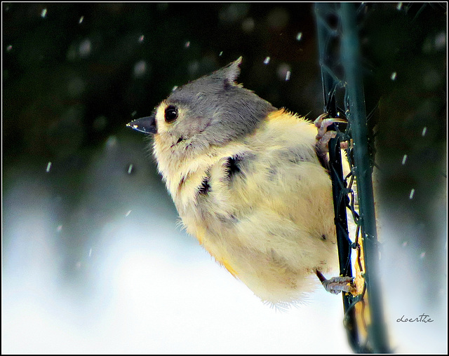 A Titmouse (Indianermeise) at the feeder