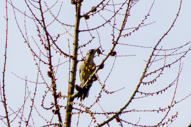 Green Woodpecker ( record shot)