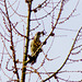 Green Woodpecker ( record shot)