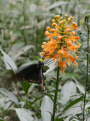 Platanthera ciliaris (Yellow Fringed orchid) pollinated by Battus philenor (Pipevine Swallowtail butterfly)