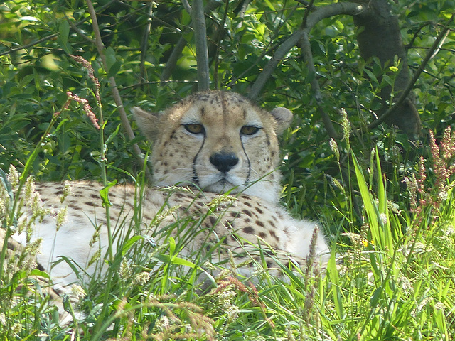 Dartmoor Zoo (10) - 21 May 2018