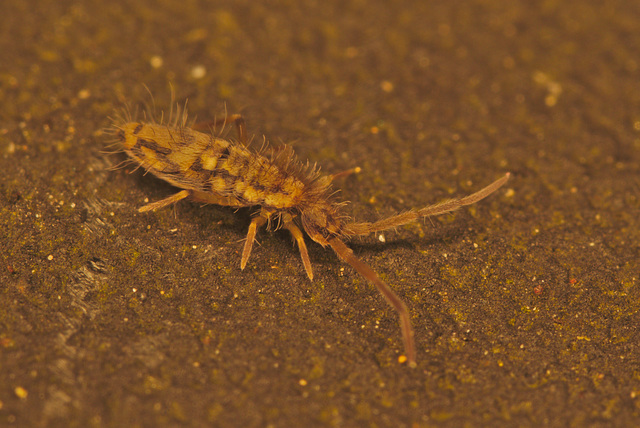 Springtail EF7A2925