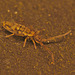 Springtail EF7A2925