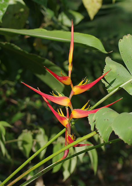 Heliconia