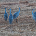 Sandhill cranes5