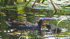 Moorhen feeding one of its chicks.