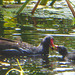 Moorhen feeding one of its chicks.