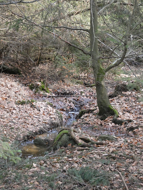 Bachlauf