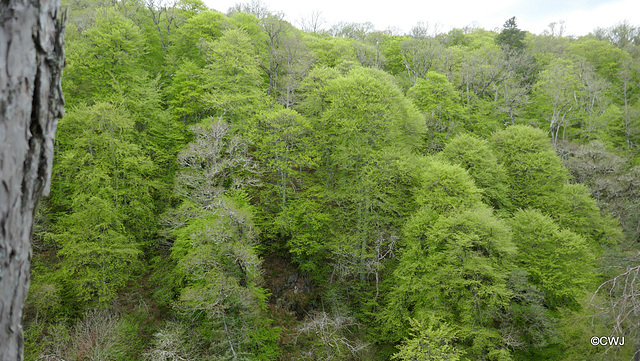 Views along the edge of the River Findhorn from the Sluie Walks' Loops on the Earl of Moray's Estate.