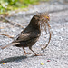 Female blackbird