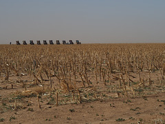 Cadillac Ranch from the distance...