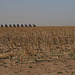 Cadillac Ranch from the distance...