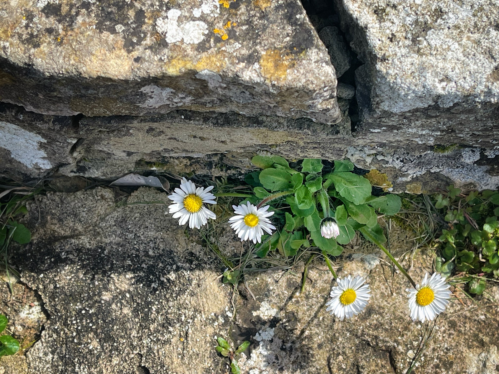 daisies