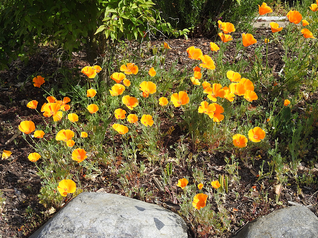 Kalifornischer Kappenmohn