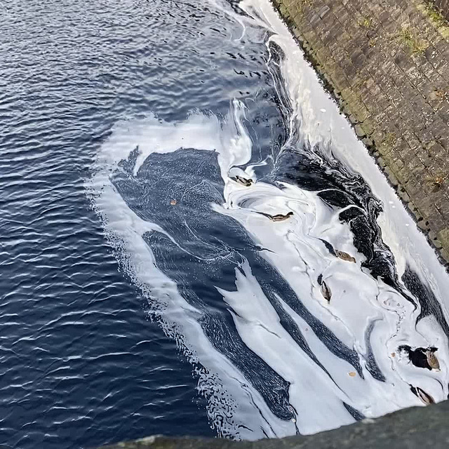 Mallards in frothy water