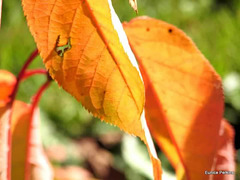 Autumn Leaves