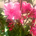 Nerium oleander