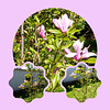 Now the magnolia's green leaves grew ant it reaches full beauty
