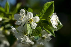 Evans Cherry Blossoms