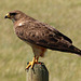 Swainson's Hawk