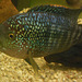212 Buntbarsche (Cichlasoma 0ctofasciatum) sind beliebte Aquarienfische
