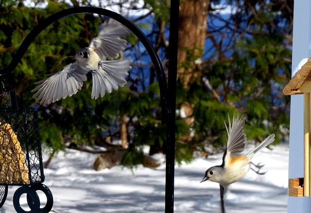 Two Titmice approaching the feeders