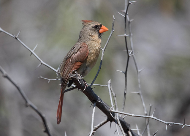 Northern Cardinal