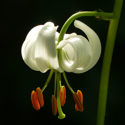 Lilium martagon - the beauty of a Lily