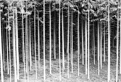 Wald und Bäume (5 x PiP)