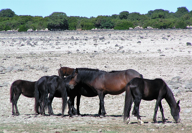 Giara di Gesturi Sardinia Giara di Gesturi Sardinia