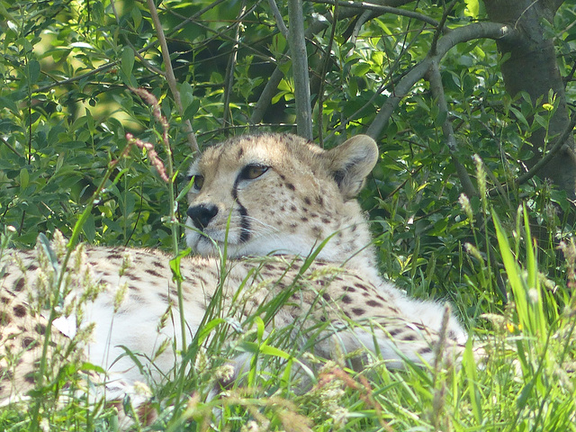 Dartmoor Zoo (11) - 21 May 2018