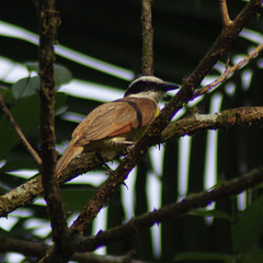 Great Kiskadee