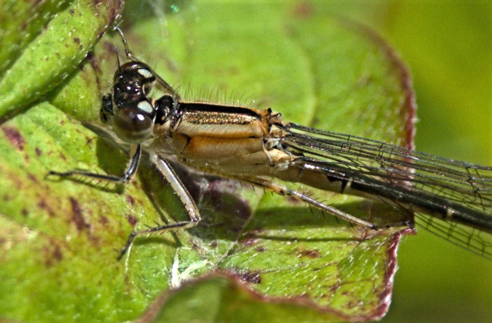 Damselfly