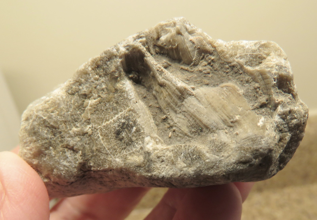 Found on the trail, the old railroad track, a piece of Petoskey stone.