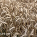 Wheat near Bishopstone 3 8 2019 a