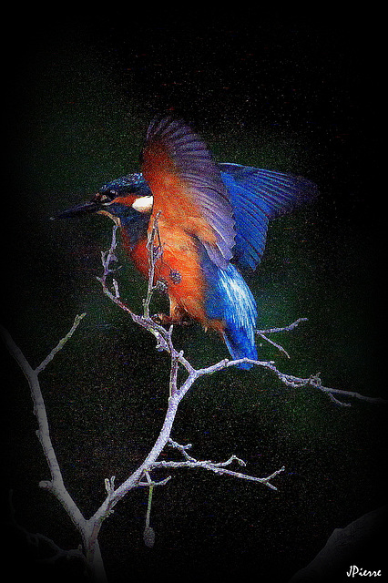 Kingfisher