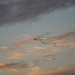 A flock of birds at Bosque del Apache