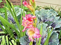 Gladioli With Cabbage.