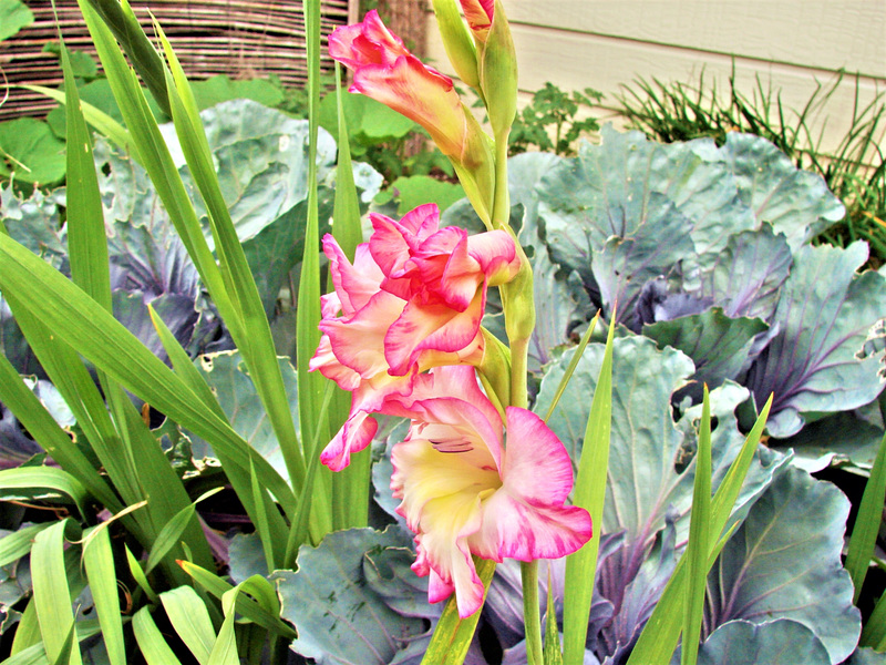 Gladioli With Cabbage.